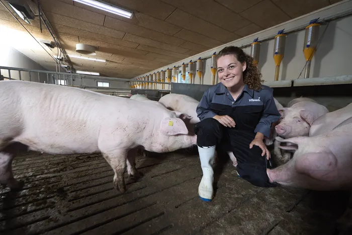 Prepare for summer heat stress in pigs – start now!