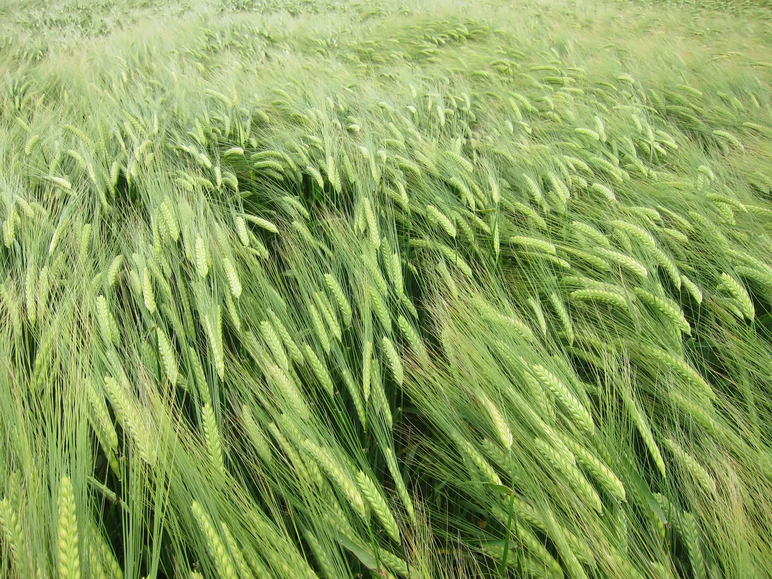 Täiendväetised | Baltic Agro