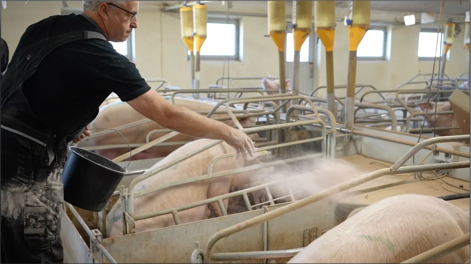Boost pig productivity with effective disinfection