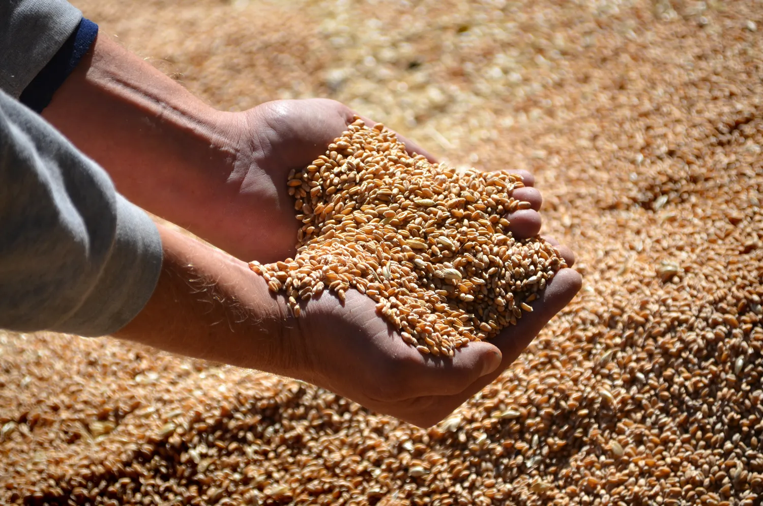 Stable mycotoxin levels in this year’s harvest – but be aware of the corn