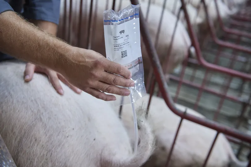 Commercial swine semen collection application