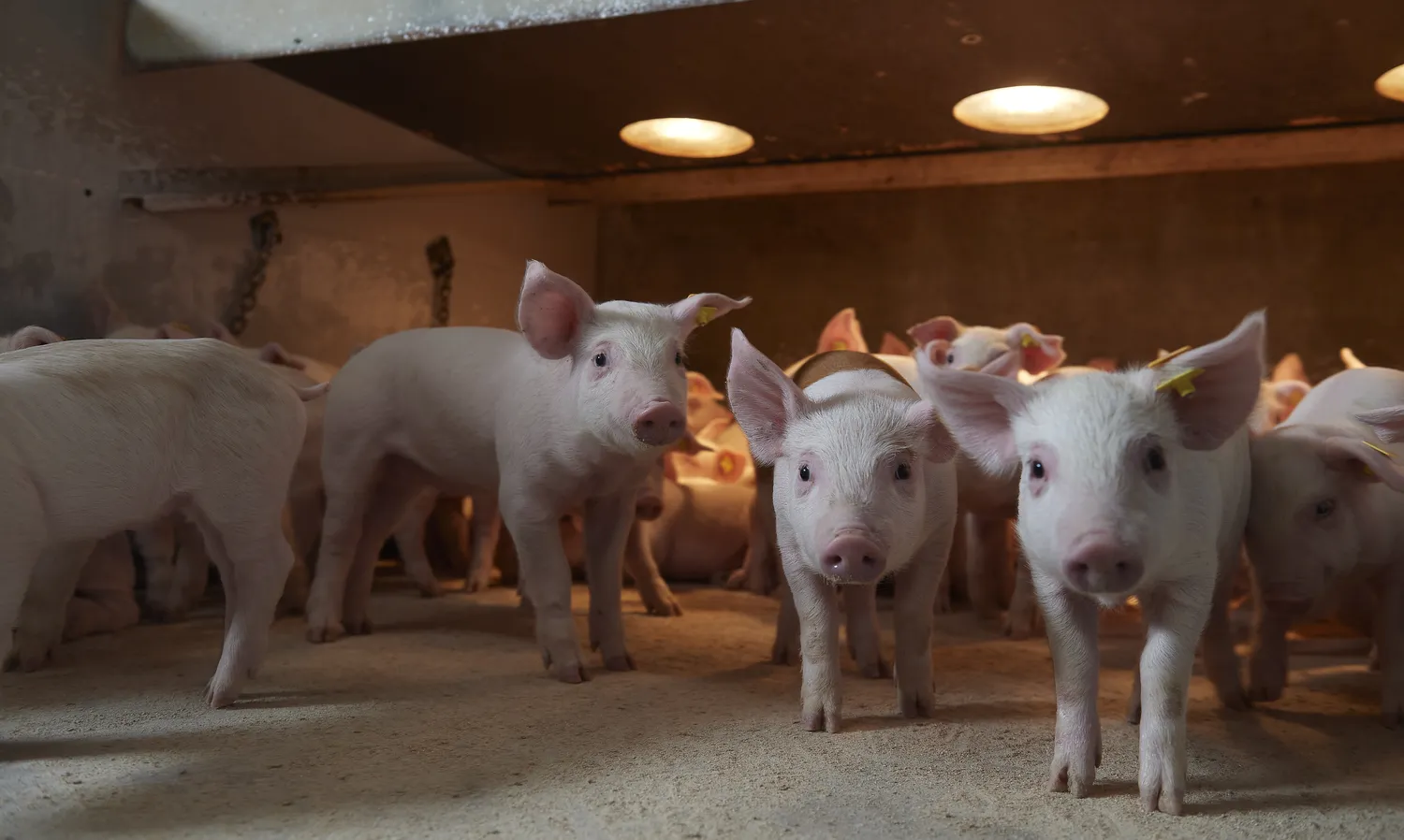Get to know all about the Danish nutrition approach behind high ...
